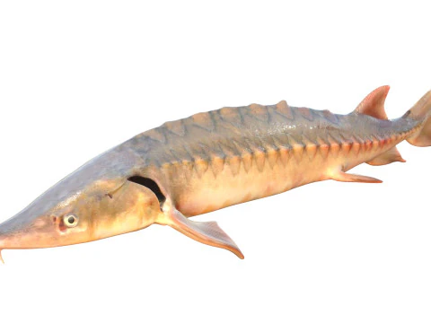 Shortnose Sturgeon fish 3D Model
