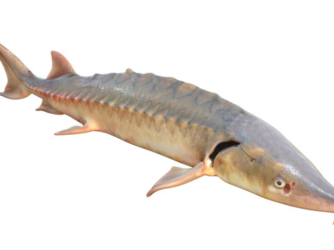 短鼻鲟鱼 3D 模型