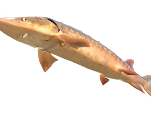 短鼻鲟鱼 3D 模型