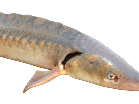 短鼻鲟鱼 3D 模型