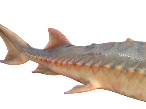 Shortnose Sturgeon fish 3D Model