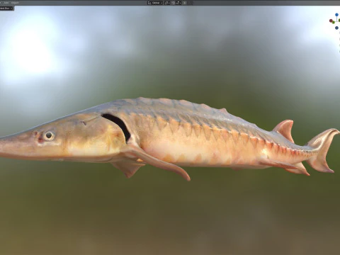 Shortnose Sturgeon fish 3D Model