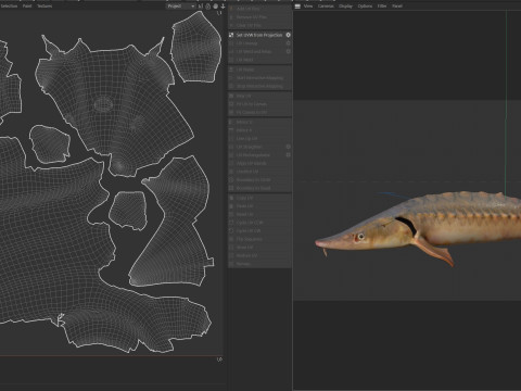 短鼻鲟鱼 3D 模型