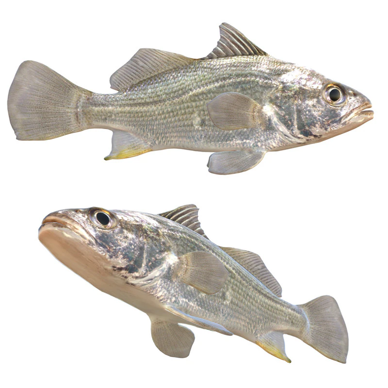 Pez perca plateada Modelo 3D .c4d .max .obj .3ds .fbx .stl .blend 
