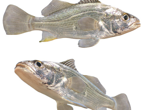 Риба окунь сріблястий 3D Модель