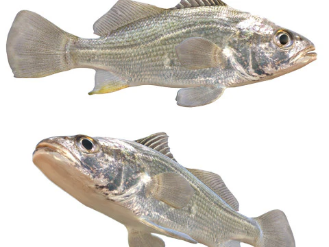 Pesce persico argentato Modello 3D