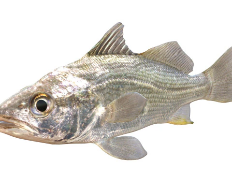 Pez perca plateada Modelo 3D