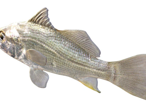 Pez perca plateada Modelo 3D