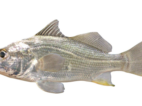 Pez perca plateada Modelo 3D