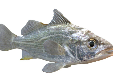 Pez perca plateada Modelo 3D