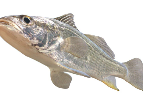 Pez perca plateada Modelo 3D