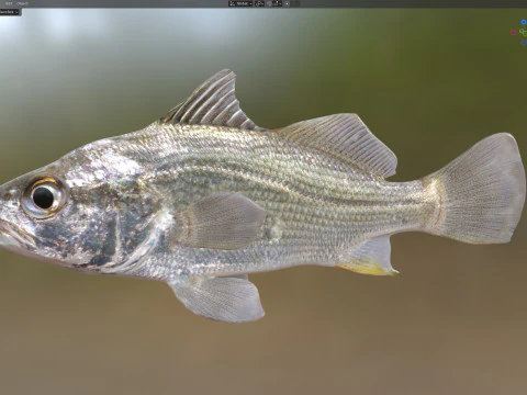 Pez perca plateada Modelo 3D