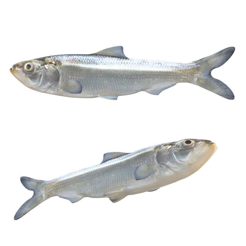 Skipjack Herring fish 3D Model .c4d .max .obj .3ds .fbx .stl .blend 