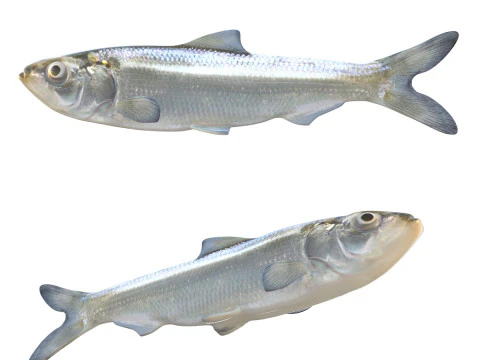 Skipjack Haringvis 3D Model