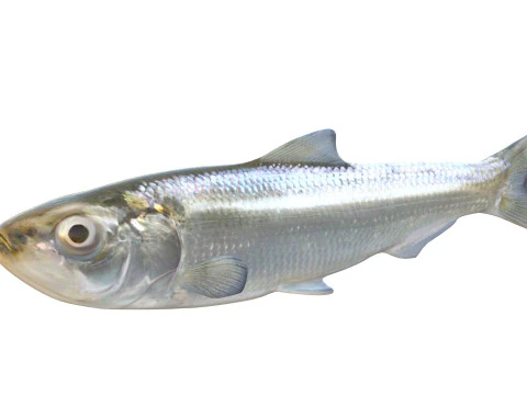 Skipjack Herring fish 3D Model