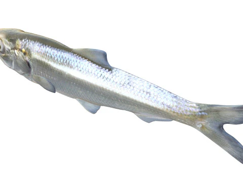 Skipjack Herring fish 3D Model