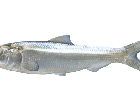 Skipjack Herring fish 3D Model