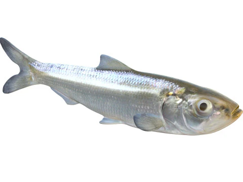 Skipjack Herring fish 3D Model