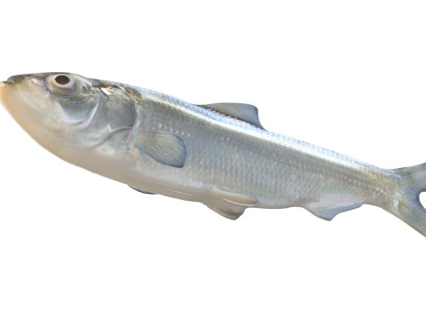 Skipjack Herring fish 3D Model