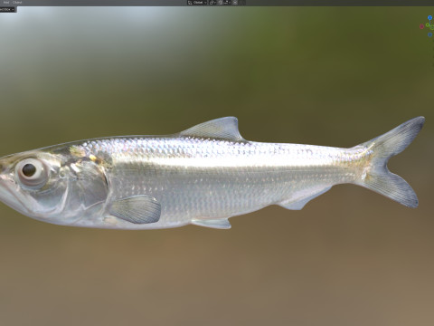 Skipjack Herring fish 3D Model
