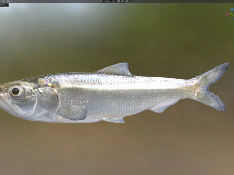 Skipjack Herring fish 3D Model