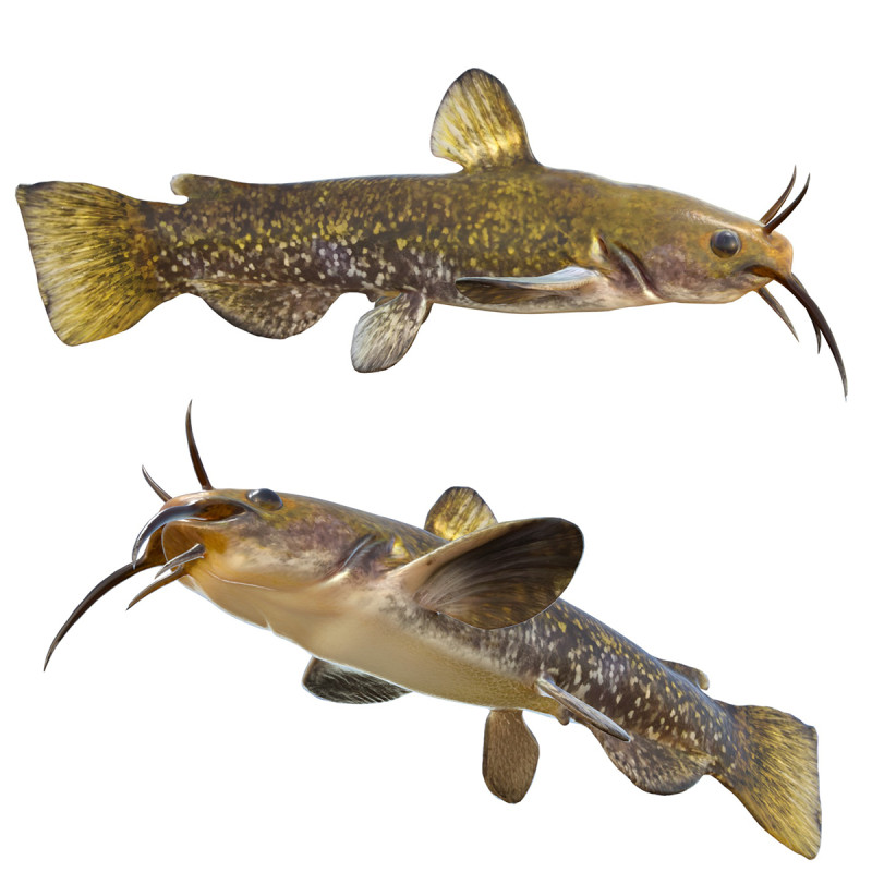 Poisson barbotte escargot Modèle 3D .c4d .max .obj .3ds .fbx .stl .blend