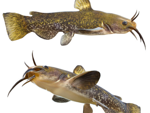 Равлик Bullhead риба 3D Модель