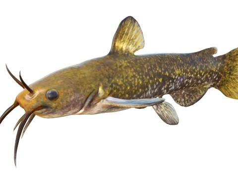 Poisson barbotte escargot Modèle 3D