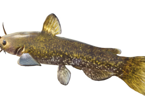 Poisson barbotte escargot Modèle 3D