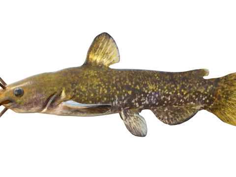 Poisson barbotte escargot Modèle 3D