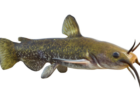 Poisson barbotte escargot Modèle 3D