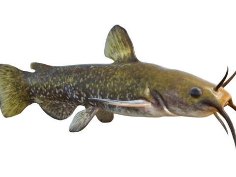 Snail Bullhead fish 3D Model
