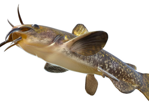 Poisson barbotte escargot Modèle 3D