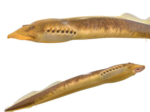 Pesce lampreda del ruscello meridionale Modello 3D