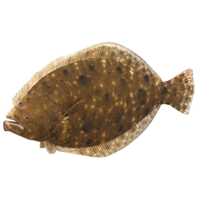 Poisson flet du sud Modèle 3D .c4d .max .obj .3ds .fbx .stl .blend