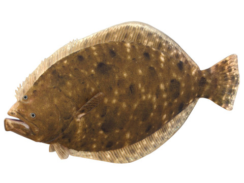 Риба камбала південна 3D Модель