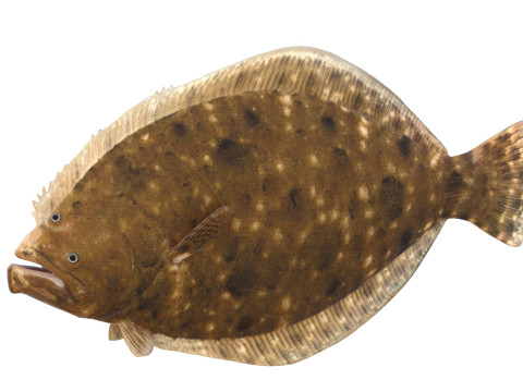 Pez platija del sur Modelo 3D