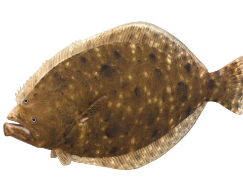 Southern Flounder fish 3D Model