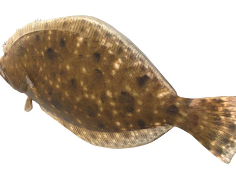 Southern Flounder fish 3D Model