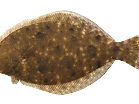 Pez platija del sur Modelo 3D