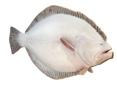 Pez platija del sur Modelo 3D