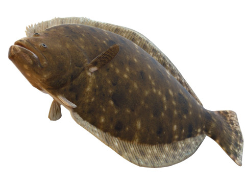 Pez platija del sur Modelo 3D