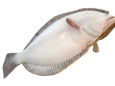 Southern Flounder fish 3D Model