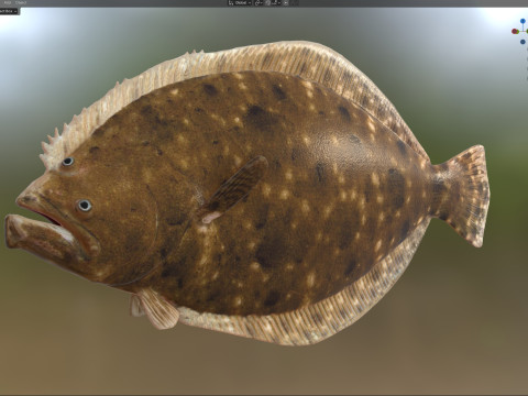 Pez platija del sur Modelo 3D