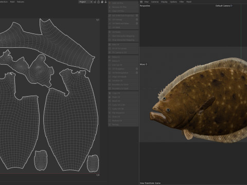 Pez platija del sur Modelo 3D