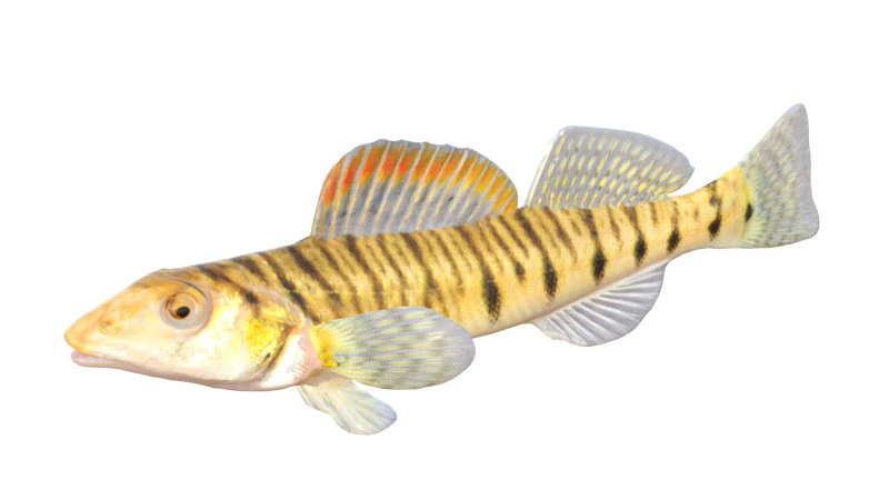 Southern Logperch fish 3D Model .c4d .max .obj .3ds .fbx .stl .blend 