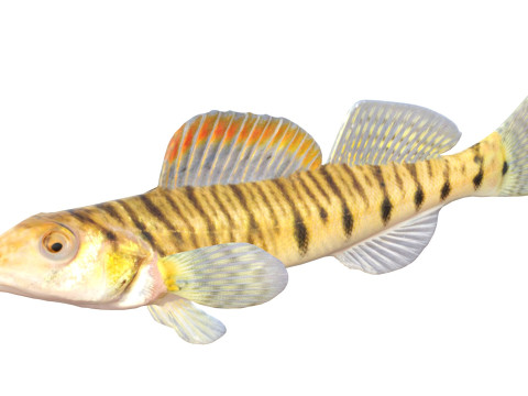 Південний окунь 3D Модель