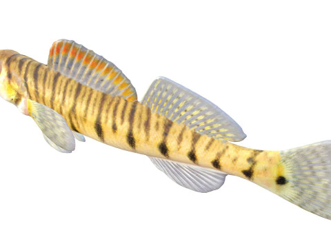 Southern Logperch fish 3D Model