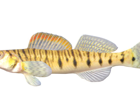 Southern Logperch fish 3D Model