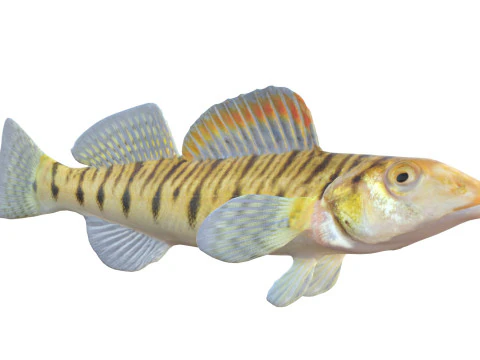 Southern Logperch fish 3D Model